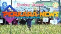 Bupati Mulkan Panen Padi Bersama Petani di Desa Kemuja, Harap Kades Berdayakan Sumber Daya Manusia dan Jadi Penggerak Terciptanya Inovasi