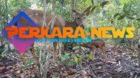Penangkaran Tambang Besar Primer Batu Besi PT Timah Tbk, Kecamatan Damar Lahirkan Dua Anak Rusa Dalam Satu Tahun